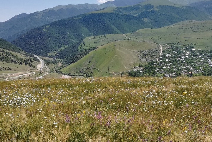 Armenian Forests